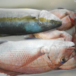 こうゆう丸 釣果