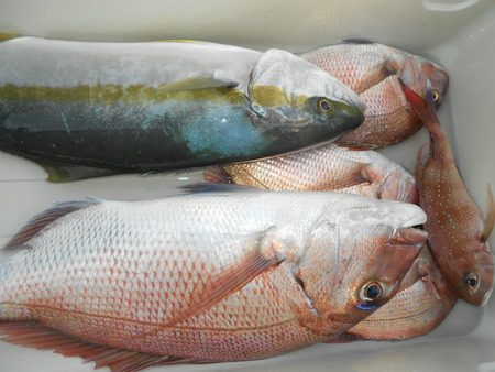 こうゆう丸 釣果