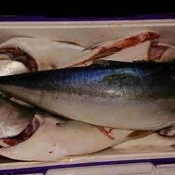 スカイマリン 釣果