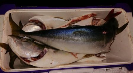 スカイマリン 釣果