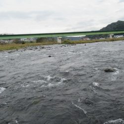 狩野川(狩野川漁業協同組合) 釣果