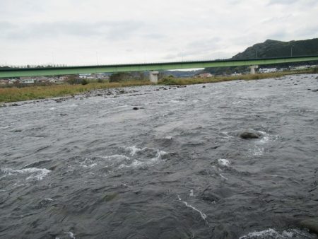 狩野川（狩野川漁業協同組合） 釣果