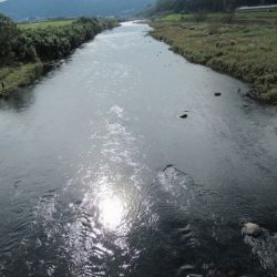 狩野川(狩野川漁業協同組合) 釣果