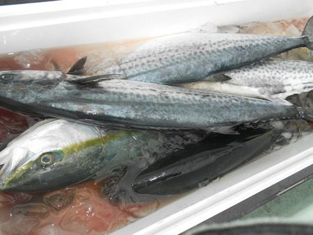 こうゆう丸 釣果