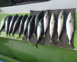 久里浜黒川本家 釣果