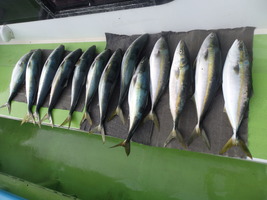 久里浜黒川本家 釣果