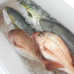 こうゆう丸 釣果