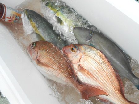 こうゆう丸 釣果