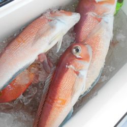 こうゆう丸 釣果