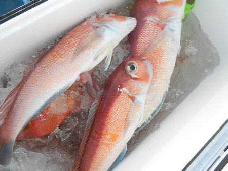 こうゆう丸 釣果