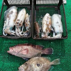 シードリーム 釣果