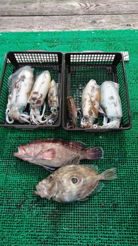 シードリーム 釣果