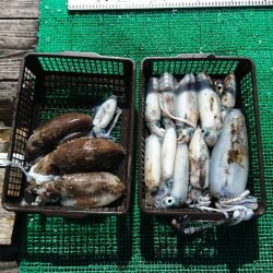 シードリーム 釣果