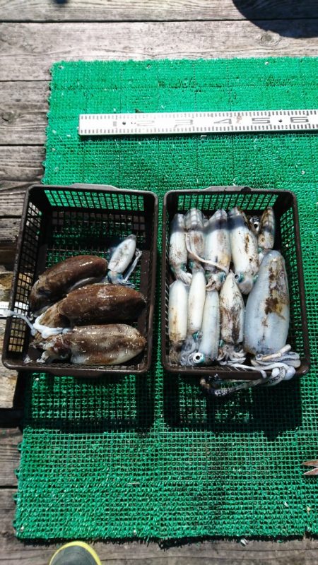 シードリーム 釣果