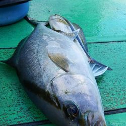 第三むつりょう丸 釣果