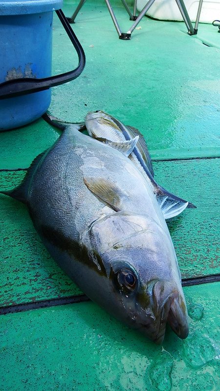 第三むつりょう丸 釣果