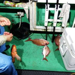 第三むつりょう丸 釣果