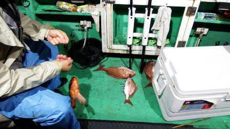 第三むつりょう丸 釣果