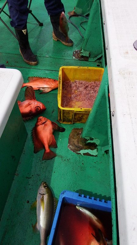 第三むつりょう丸 釣果