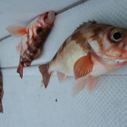 第三むつりょう丸 釣果