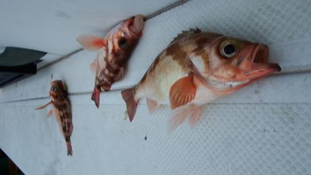 第三むつりょう丸 釣果