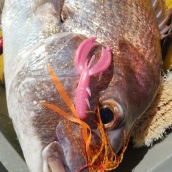 遊漁船 ニライカナイ 釣果