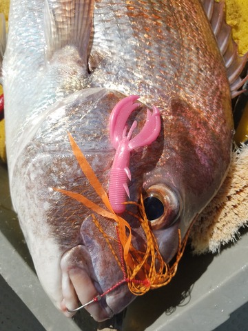 遊漁船　ニライカナイ 釣果