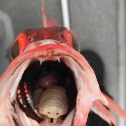 へいみつ丸 釣果