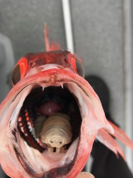 へいみつ丸 釣果