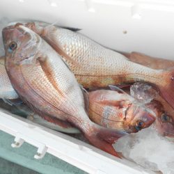 こうゆう丸 釣果