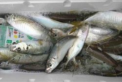 久里浜黒川本家 釣果