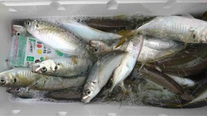 久里浜黒川本家 釣果