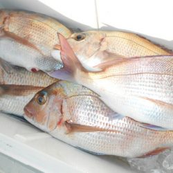 こうゆう丸 釣果