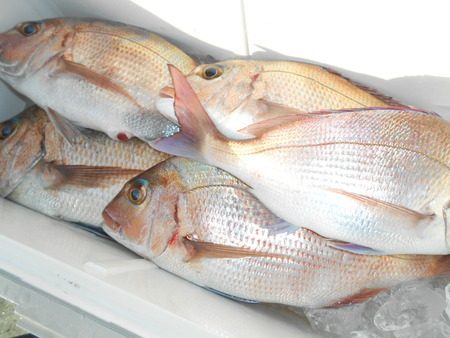 こうゆう丸 釣果