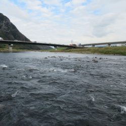 狩野川(狩野川漁業協同組合) 釣果