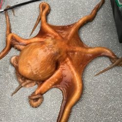 へいみつ丸 釣果