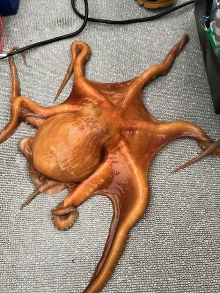 へいみつ丸 釣果