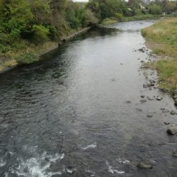 狩野川(狩野川漁業協同組合) 釣果