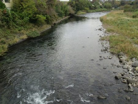 狩野川(狩野川漁業協同組合) 釣果