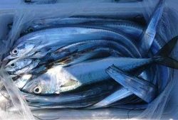 久里浜黒川本家 釣果