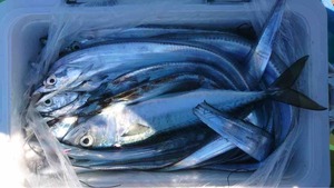 久里浜黒川本家 釣果