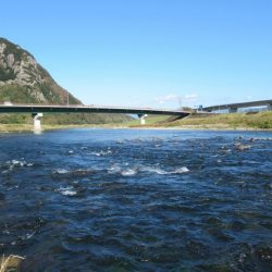 狩野川(狩野川漁業協同組合) 釣果