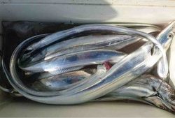 久里浜黒川本家 釣果