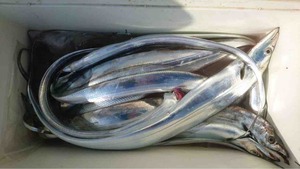 久里浜黒川本家 釣果