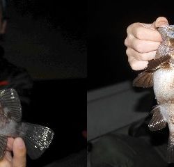 TOPGUN名古屋 釣果