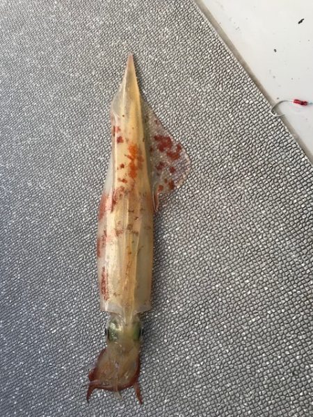 へいみつ丸 釣果