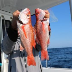 へいみつ丸 釣果