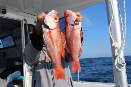 へいみつ丸 釣果
