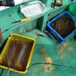 第二むつ漁丸 釣果