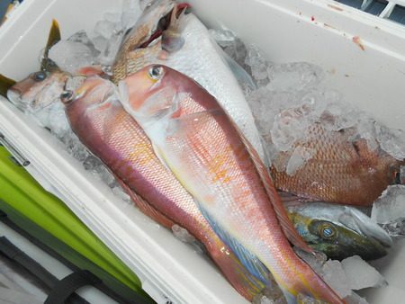 こうゆう丸 釣果